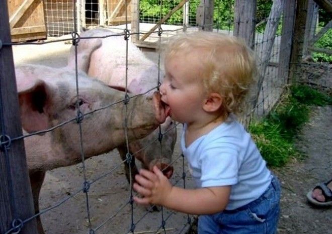 Маленький мальчик целует свинью за проволочным забором