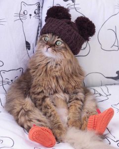 Кот сидит в вязанной шапке и вязанных носках
