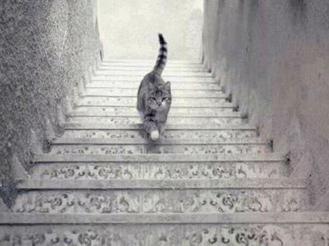 Кот спускается или поднимается по лестнице.