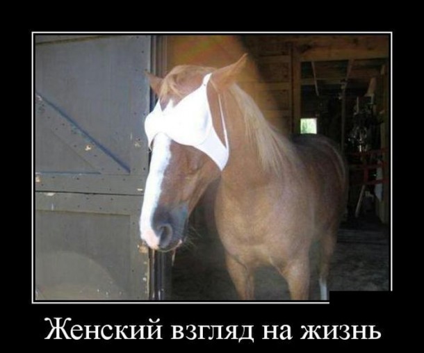 Конь стоит с лифчиком на глазах.
