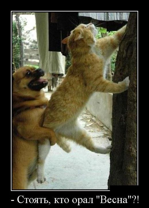 Собака подсаживает кота на дерево