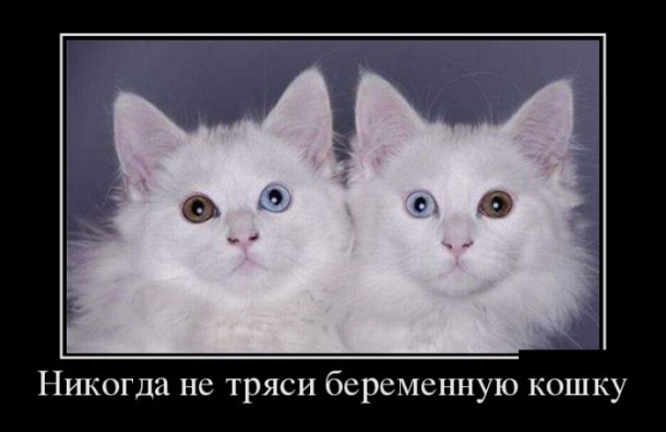 две кошки с разным цветом глаз