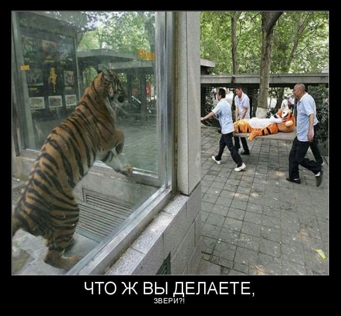 Живой тигр из вольера смотрит, как люди несут куклу тигра на носилках