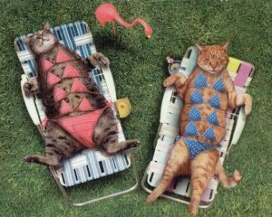 Кошки в купальниках с четырьмя лифчиками лежат на лежаках