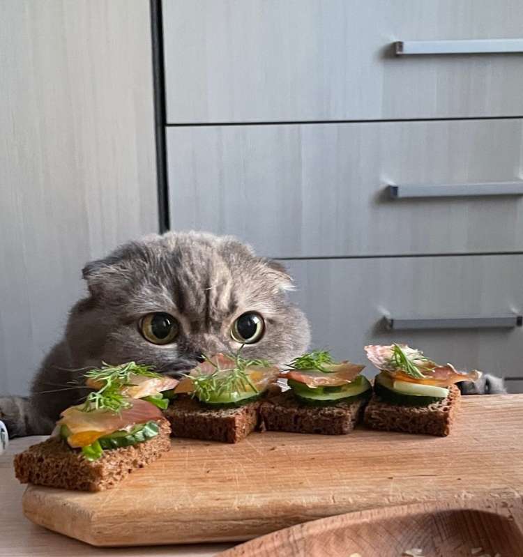 Вислоухий кот жадно смотрит на бутерброды.