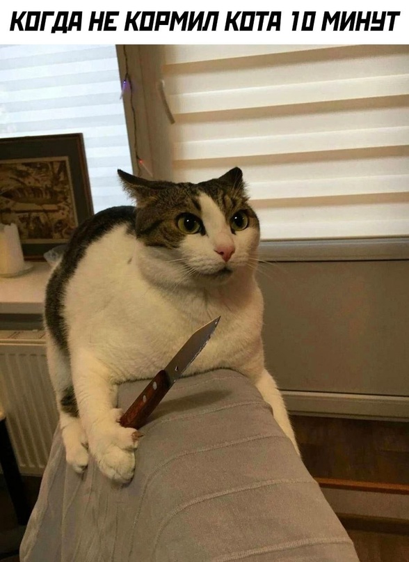 Злой кот с ножом сидит с ножом в лапе на спинке кресла.