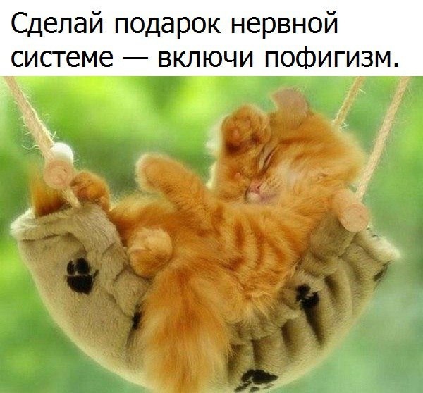 Рыжий котенок спит в гамаке. Надпись: Сделай подарок нервной системе - включи пофигизм.