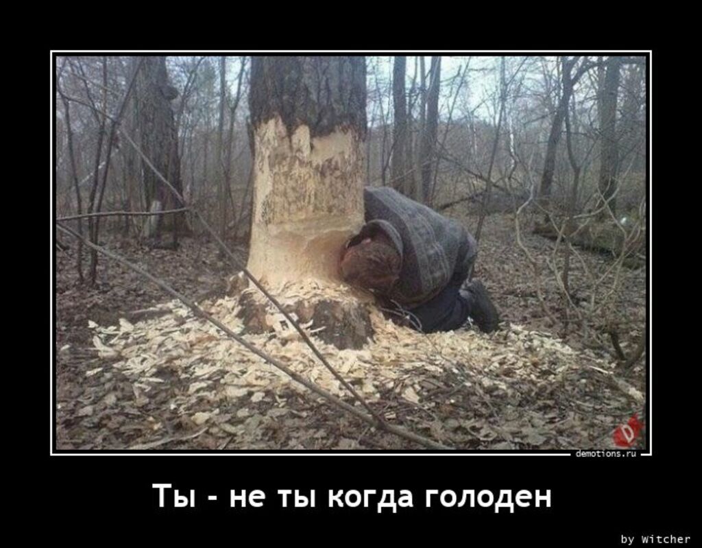 Мужик ест дерево. Надпись на фото:
Ты - не ты, когда голоден.